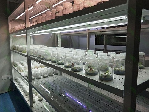额济纳植物组织培养实验室设计建设方案